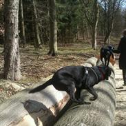 Blanding af racer Bella