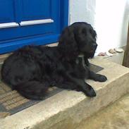 Blanding af racer Rico