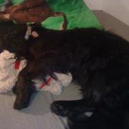 Blanding af racer Rico