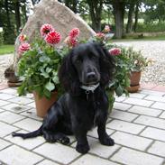 Blanding af racer Rico