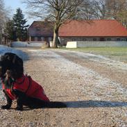 Blanding af racer Rico