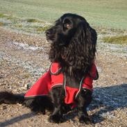 Blanding af racer Rico