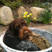 Ruhåret hønsehund Ludvig