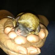 Chihuahua Adi