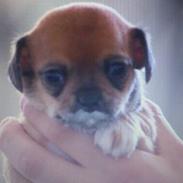 Chihuahua Adi