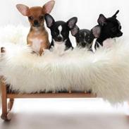 Chihuahua Adi