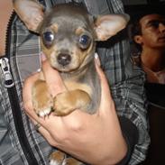 Chihuahua Adi