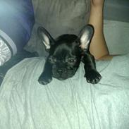 Fransk bulldog Biggie aka Bigs