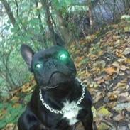 Fransk bulldog Biggie aka Bigs