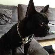Fransk bulldog Biggie aka Bigs