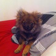 Pomeranian Cody