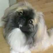 Pekingeser Bailey