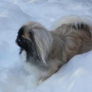 Pekingeser Bailey