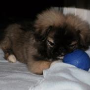 Pekingeser Bailey