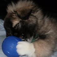 Pekingeser Bailey