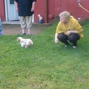 King charles spaniel Charlie