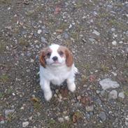 King charles spaniel Charlie