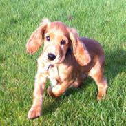 Cocker spaniel Kaylee