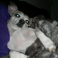 Blanding af racer Gizmo