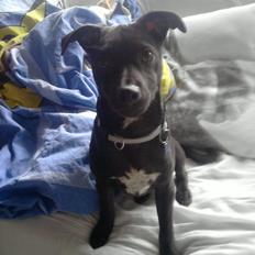 Blanding af racer Emil