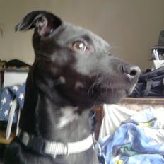 Blanding af racer Emil