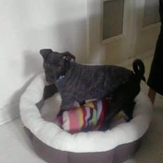 Blanding af racer Emil