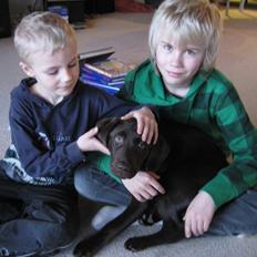 Labrador retriever Oskar