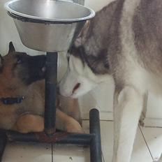 Malinois Isell's Uno