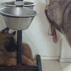 Malinois Isell's Uno