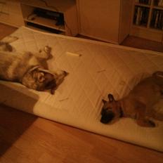 Malinois Isell's Uno