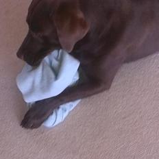 Labrador retriever Boogie