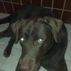 Labrador retriever Boogie