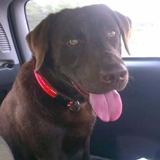 Labrador retriever Boogie
