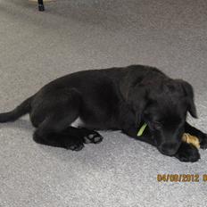 Labrador retriever Balto