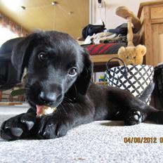 Labrador retriever Balto