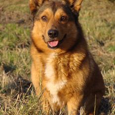 Blanding af racer Chaplin