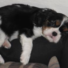 Cavalier king charles spaniel Kræn's Fabulous Funny Female