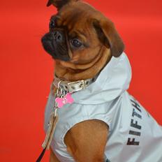 Griffon petit brabancon *~ Thea ~* R.I.P 