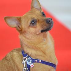 Blanding af racer Chihuahua/Dværgpinscher *~ Paya ~* R.I.P