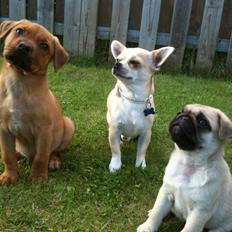 Blanding af racer Perle