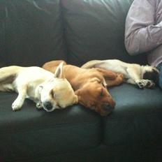 Blanding af racer Perle