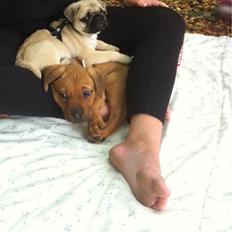 Blanding af racer Perle