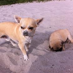 Chihuahua Joe