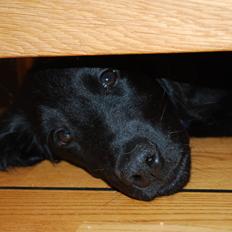 Flat coated retriever Tanima Flatcoats - Catch A Wave  "Homer"