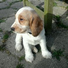 Cocker spaniel Harley