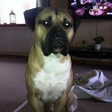 Blanding af racer Broholmer/boxer Elvis
