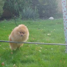 Pomeranian Naw Ore Never Of Majas Pomeranian World ( Maddox )