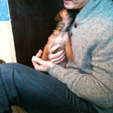 Rhodesian ridgeback Kuzungas Hamisi Aslan