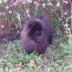 Pomeranian Farier Spitz The Ameriakal Mann ( Diesel )