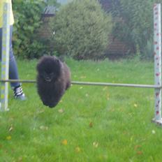 Pomeranian Farier Spitz The Ameriakal Mann ( Diesel )